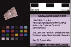 Foto (Objekt + Etiketten) von Pithonoton marginatum (von Meyer, 1842) (NHMW-GEO-1990-0041-0153)